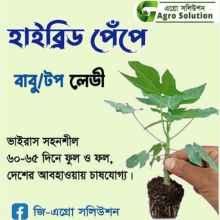 পেঁপে চারার